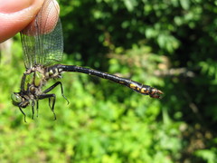 Ophiogomphus mainensis