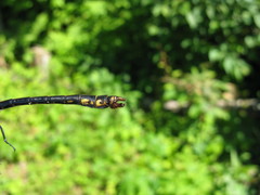 Ophiogomphus mainensis