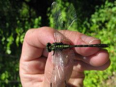 Ophiogomphus mainensis