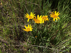 Wyethia angustifolia