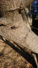 Stenomacra marginella