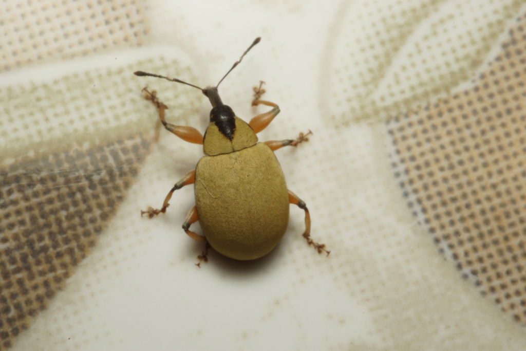 Anchylorhynchus variabilis