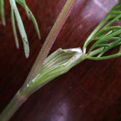 Lomatium utriculatum