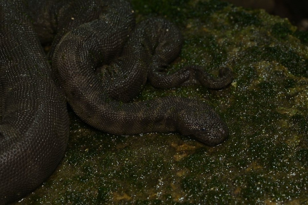 Marine File Snake From Pulau Bali, Gianyar, Bali, ID On July 25, 2023 ...