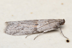 Cadra furcatella