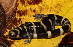 Ambystoma annulatum