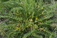 Astragalus buchtormensis