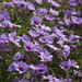 Geranium linearilobum - Photo (c) Никифорова Валерия, algunos derechos reservados (CC BY-NC), uploaded by Никифорова Валерия