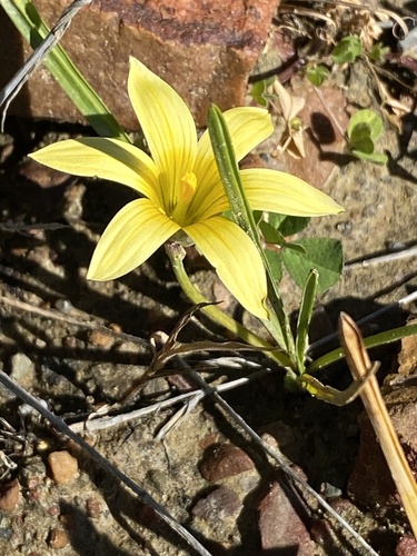 Romulea hirta