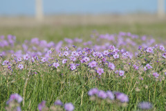 Geranium linearilobum