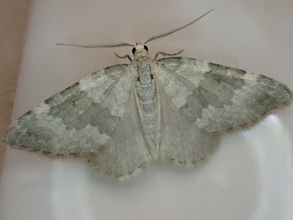 Colostygia aqueata