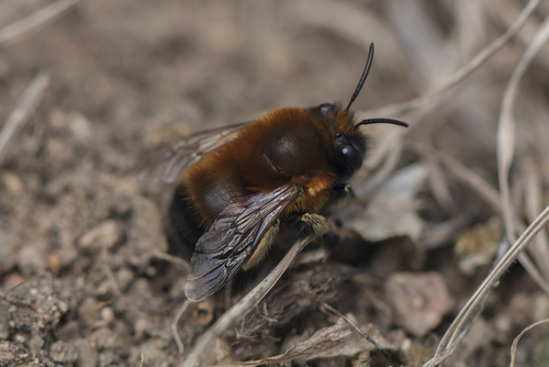 Anthophora sichelii