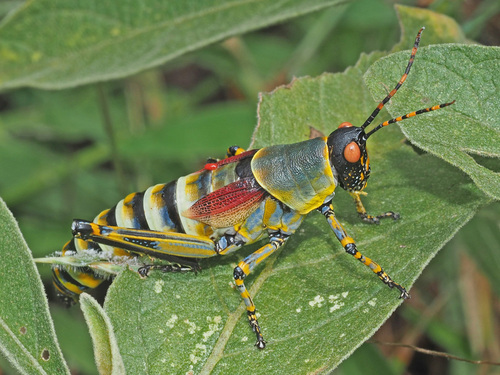 Elegant grasshopper