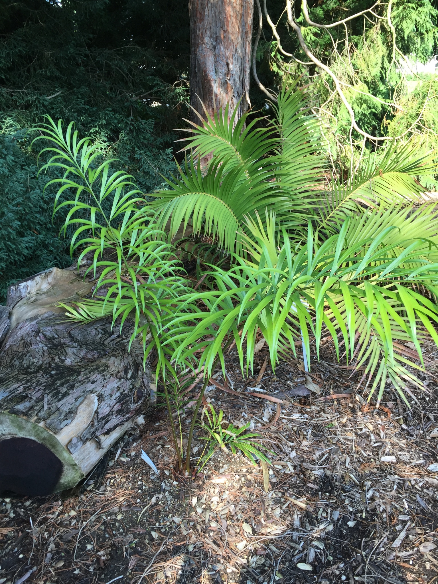 Cycas debaoensis