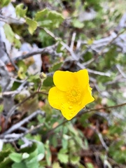 Ranunculus ollissiponensis