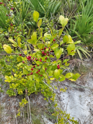 Carolina holly (Ilex ambigua)