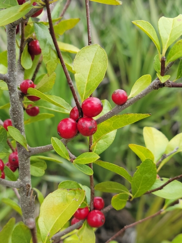 Image of Ilex ambigua by (c) Jay Horn, some rights reserved (CC BY)
