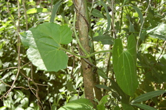Mikania periplocifolia