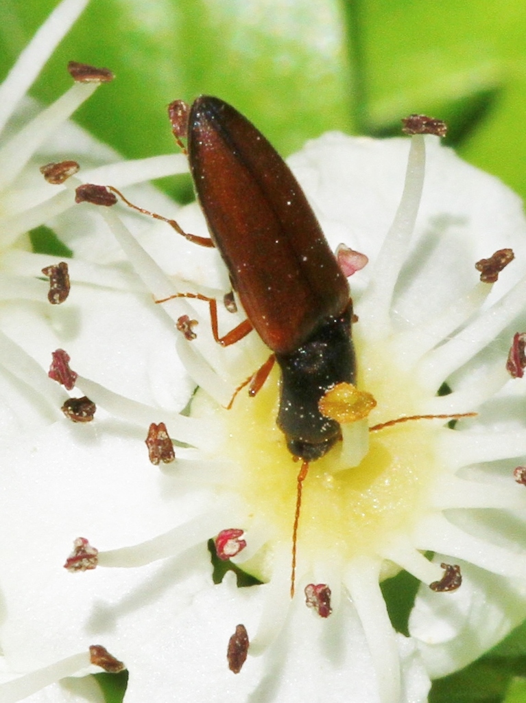 Muddy Click Beetle