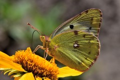 Colias hyale