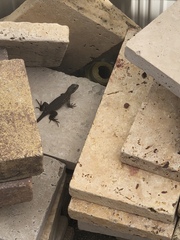 Leiocephalus carinatus