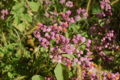 Urolepis hecatantha