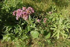 Urolepis hecatantha