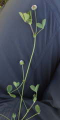 Trifolium microcephalum