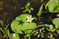 Nymphoides