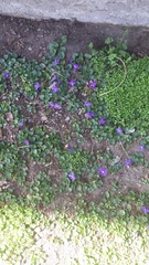 Viola