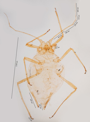 Myzus persicae