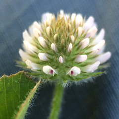 Trifolium microcephalum