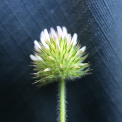 Trifolium microcephalum