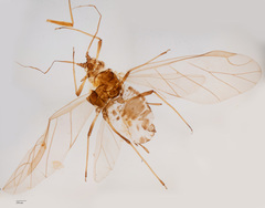Myzus persicae