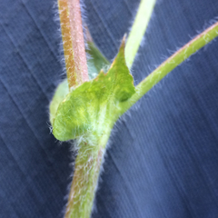 Trifolium microcephalum