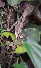 Anolis scypheus