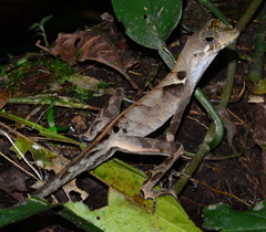 Anolis scypheus