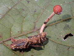 Paraisaria amazonica
