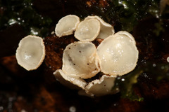 Dasyscyphella nivea