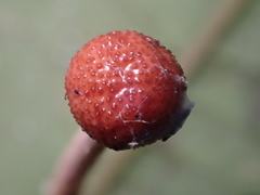 Paraisaria amazonica