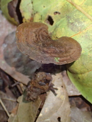Phylloporia