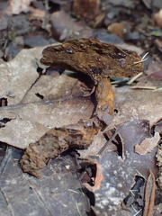 Phylloporia