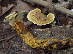 Phylloporia