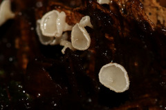 Dasyscyphella nivea