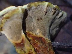 Phylloporia