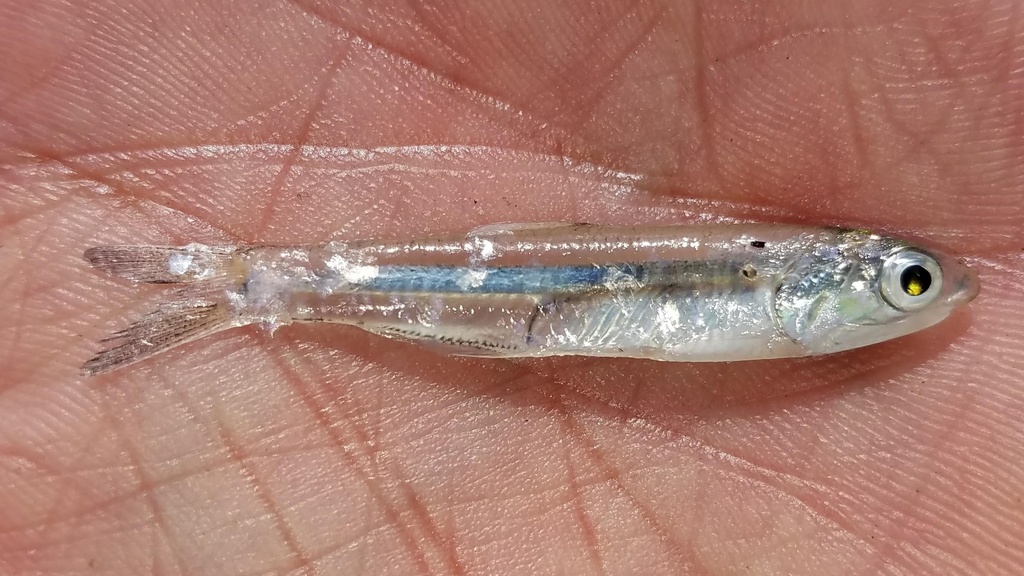 Shortfinger Anchovy