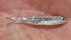 Shortfinger Anchovy photo 1