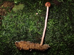 Paraisaria amazonica