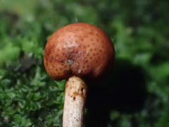 Paraisaria amazonica