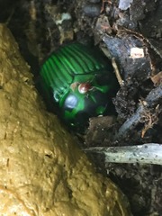 Oxysternon conspicillatum